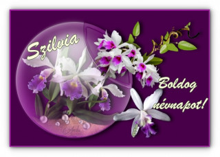 Szilvia